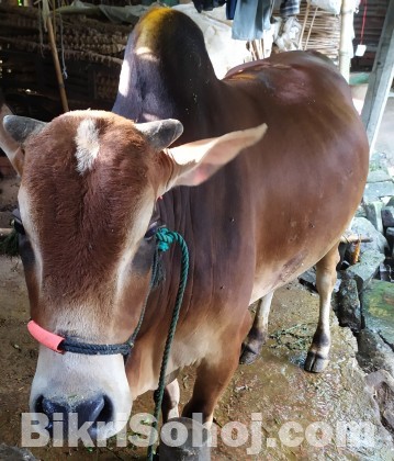 কোরবানির জন্য দুই দাঁতের গরু